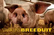 Omslag van Varkens Breeduit