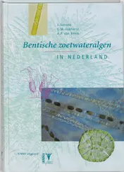 Omslag van Bentische zoetwateralgen in Nederland