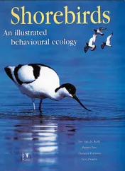 Omslag van Shorebirds