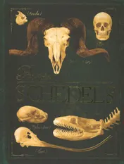 Omslag van Bones schedels