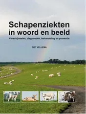 Omslag van Schapenziekten in woord en beeld