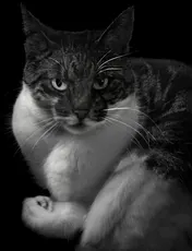 Omslag van PhotoCat.