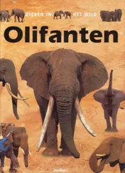 Omslag van Olifanten
