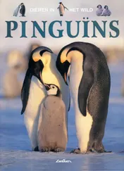 Omslag van Pinguins