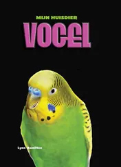 Omslag van Vogel