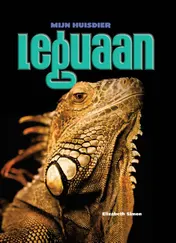 Omslag van Leguaan