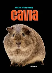 Omslag van Cavia