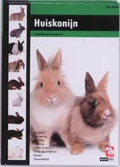 Omslag van Huiskonijn