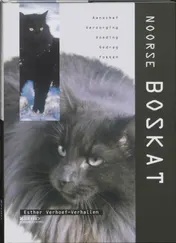 Omslag van Noorse Boskat