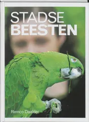Omslag van Stadse beesten