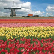 Omslag van I love tulips