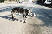 Omslag van Oude honden