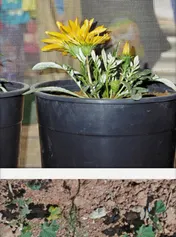 Omslag van Rooted