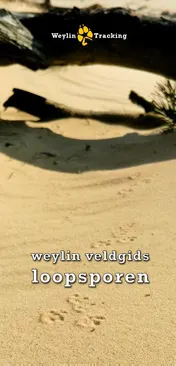 Omslag van Weylin Veldgids Loopsporen