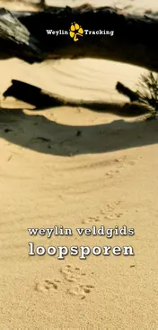 Omslag van Weylin Veldgids Loopsporen