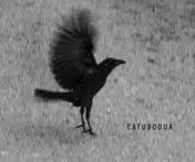 Omslag van Catubodua