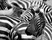 Omslag van Combinatiepakket van E-learning en diagnostische toets voor 'Natuur en Techniek'