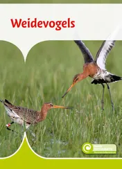 Omslag van Weidevogels