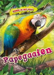 Omslag van Papegaaien