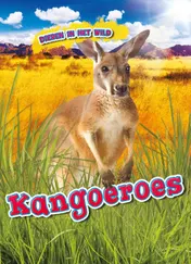 Omslag van Kangoeroes