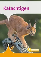 Omslag van Katachtigen