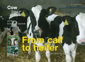 Omslag van eBook from calf to heifer