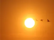 Omslag van Gouden vogels