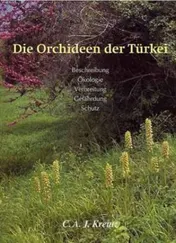 Omslag van Die Orchideen der Turkei