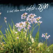 Omslag van Ik hoef alleen maar liefde te zijn