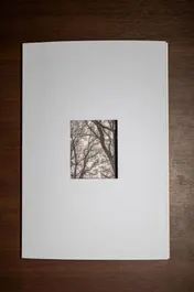 Omslag van Mijn papa is de baas van alle vogels