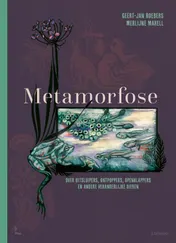 Omslag van Metamorfose