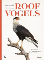 Omslag van Roofvogels