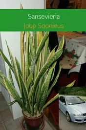 Omslag van Sansevieria