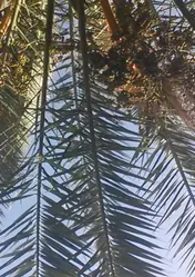 Omslag van Onder de palmboom