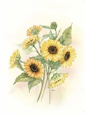 Omslag van Wenskaart Zonnebloem met envelop