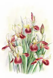 Omslag van Wenskaart Iris met envelop