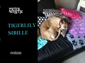 Omslag van TIGERLILY SIBILLE