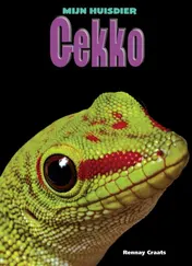 Omslag van Gekko