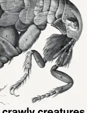 Omslag van Crawly Creatures