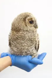 Omslag van Vogels huilen niet