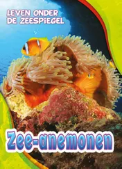 Omslag van Zee-anemonen