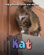 Omslag van Kat
