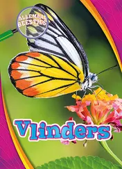 Omslag van Vlinders