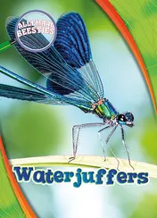 Omslag van Waterjuffers