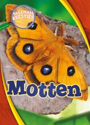 Omslag van Motten