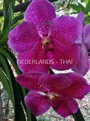 Omslag van Nederlands - Thai