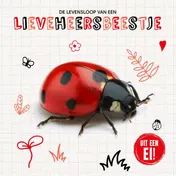 Omslag van De levensloop van een lieveheersbeestje