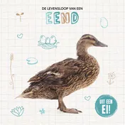 Omslag van De levensloop van een eend