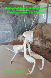 Omslag van Bidsprinkhaan stelt attent - Praying mantis trickster