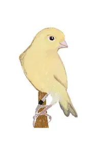 Omslag van Canary